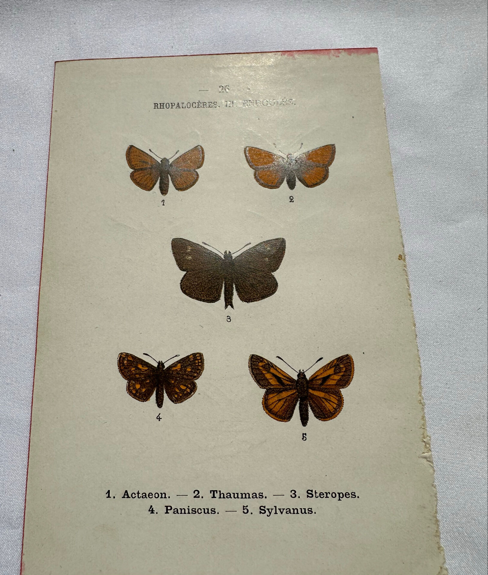Botanical engraving double-sided butterflies naturalist plate etching