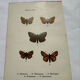 Botanical engraving double-sided butterflies naturalist plate etching