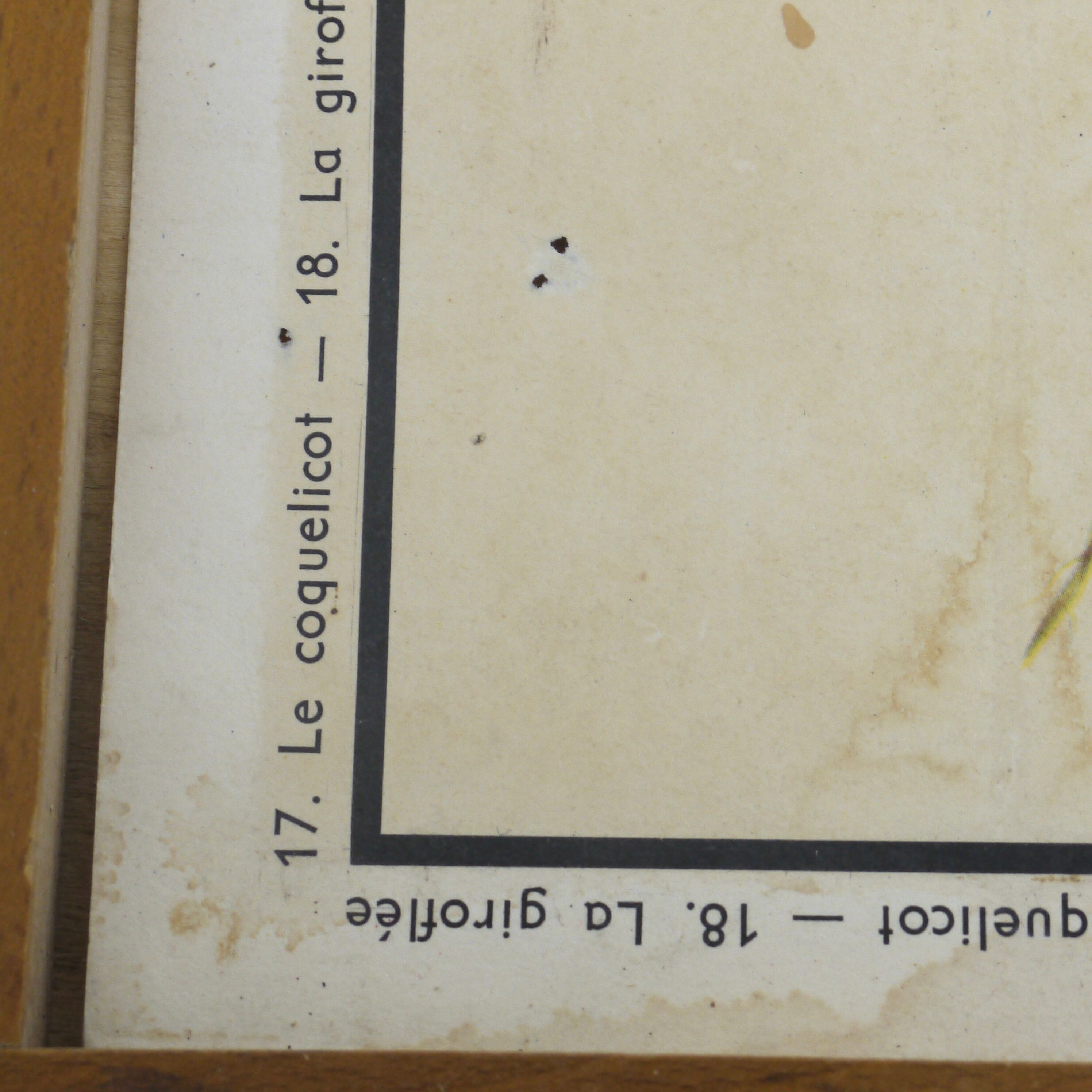 Educational poster the wallflower and poppy