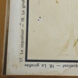 Educational poster the wallflower and poppy