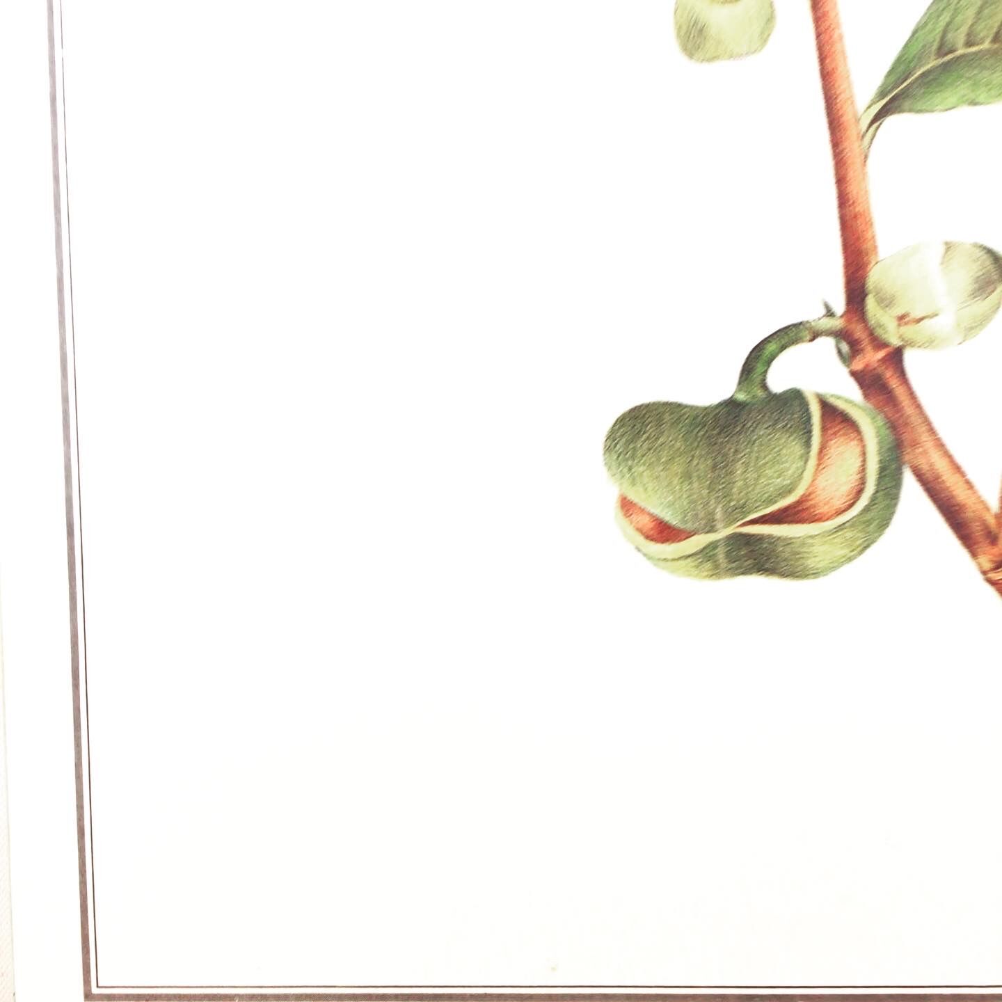 Frame of a botanical poster: The Teaier