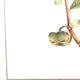 Frame of a botanical poster: The Teaier