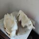 Ancient coral scallop shell