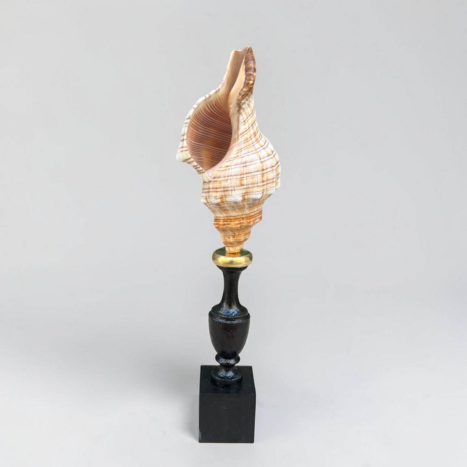Sea snail shell Fasciolaria Trapezium on a turned wooden base