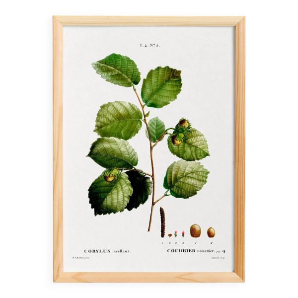 Affiche sur le noisetier, d’après une gravure ancienne de 1802