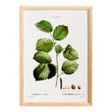 Poster about the hazel tree, based on an old engraving from 1802