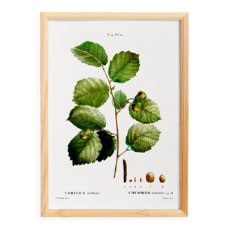 Poster about the hazel tree, based on an old engraving from 1802