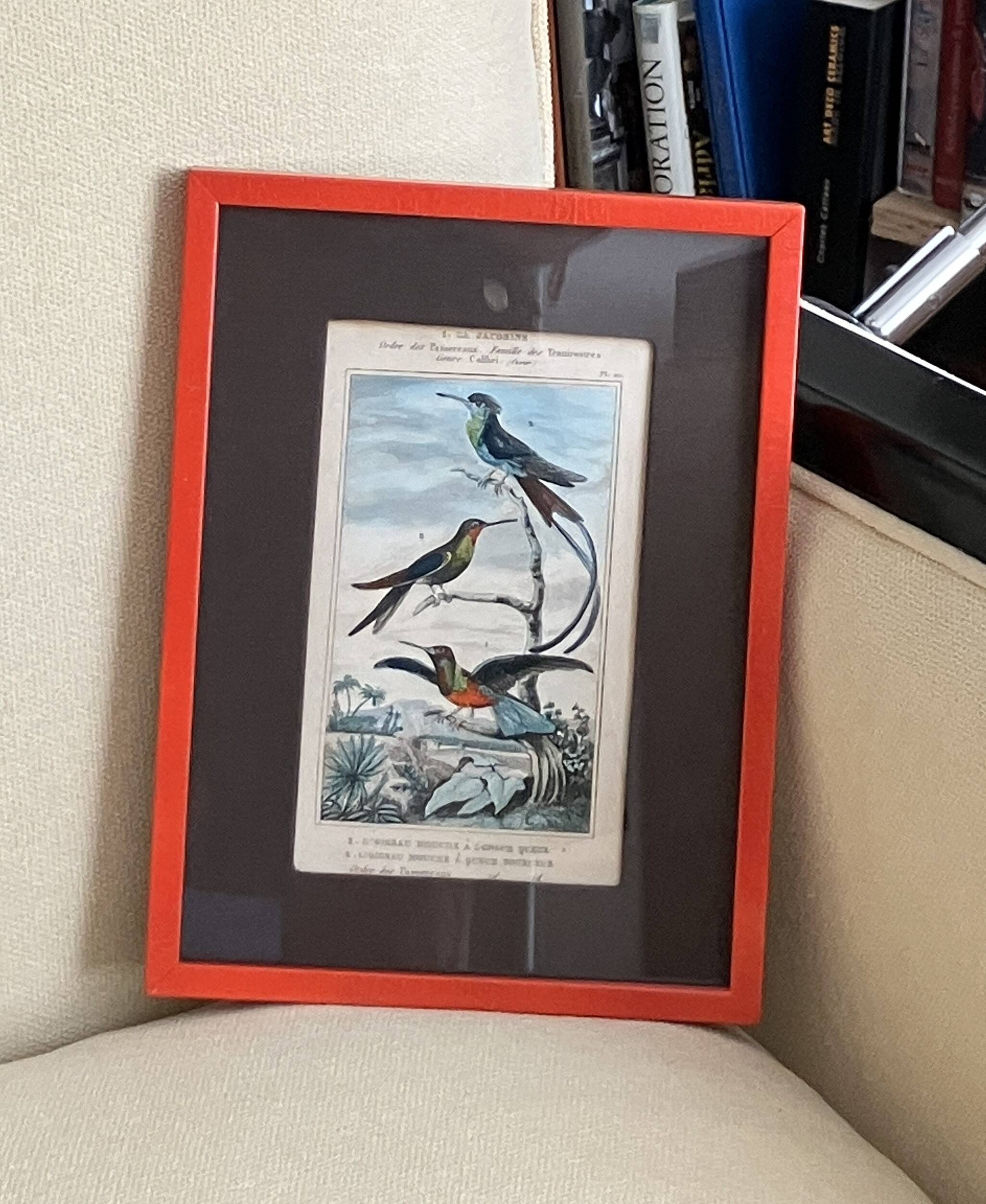 Planche ornithologique originale– Colibris - Buffon