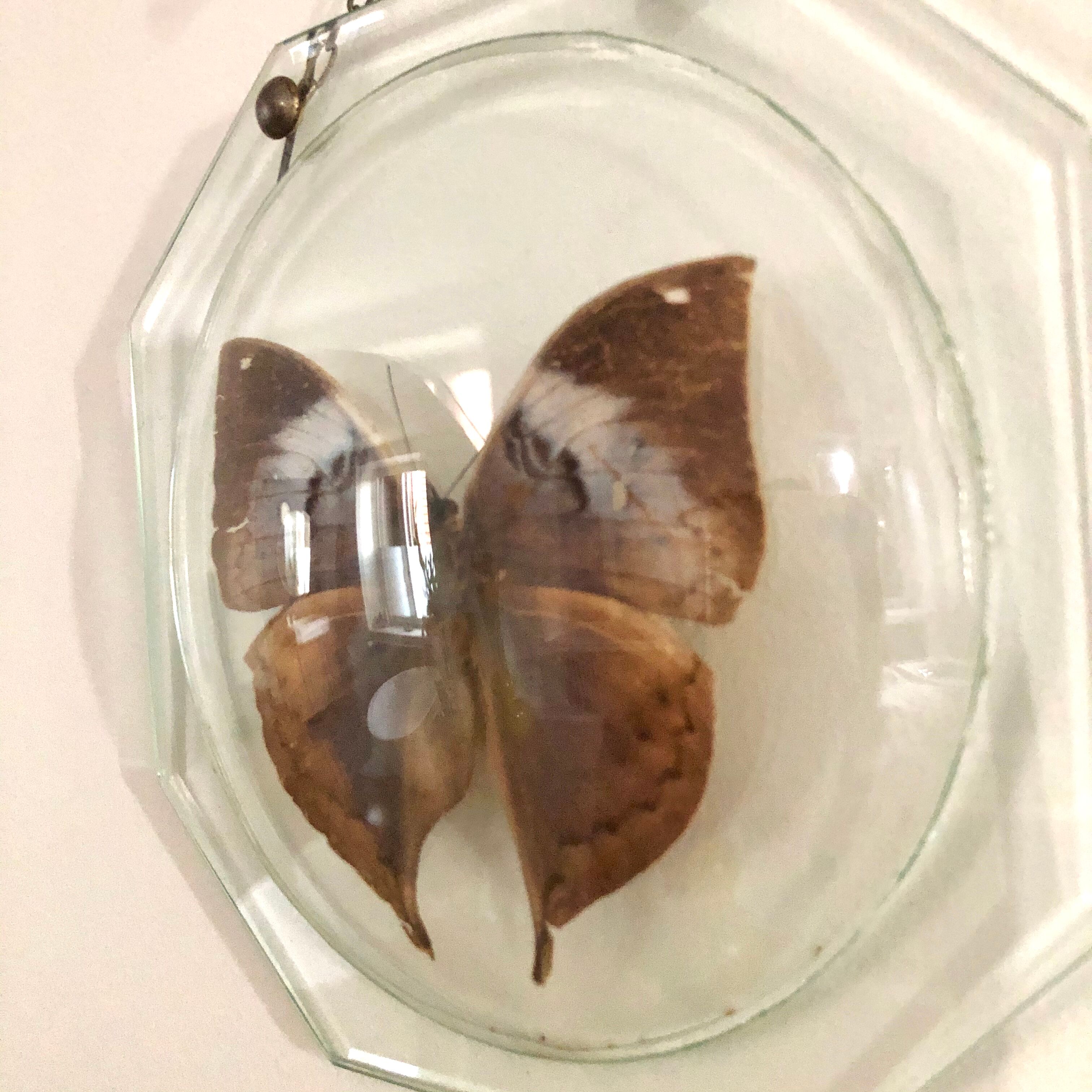 Papillon naturalisé sous globe Napoléon III