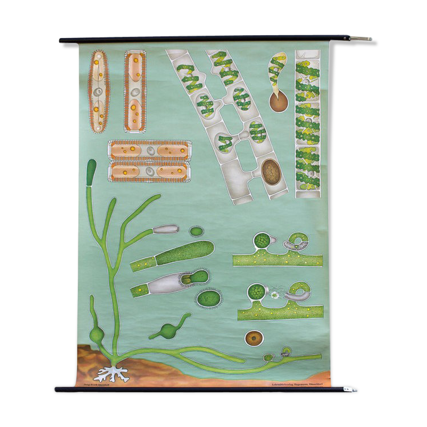 Poster of the Jung-Koch-Quentell School, Seaweed, 1974