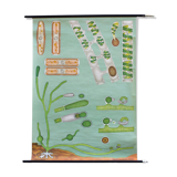 Poster of the Jung-Koch-Quentell School, Seaweed, 1974