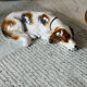 Goebel porcelain dog figurine