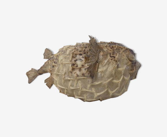 Diodon poisson lune naturalisé