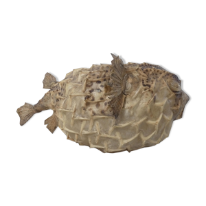 Diodon poisson lune naturalisé