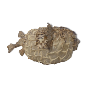 Naturalized moonfish diodon