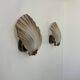 Pair of shell wall lights, glass and brass, France 1960