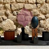 Fossil coral on pedestal