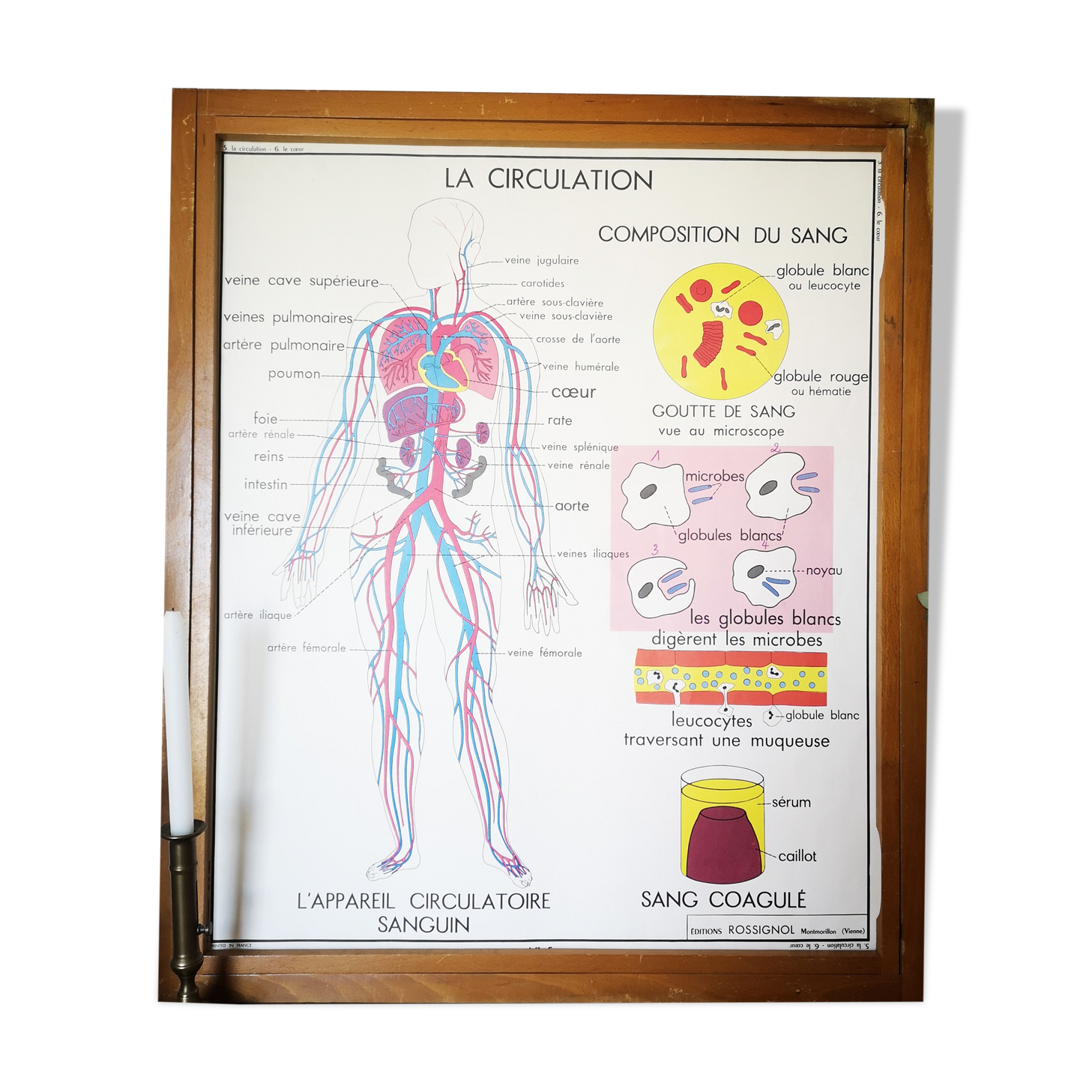 Ancienne affiche scolaire vintage Rossignol anatomie médecine