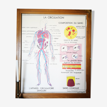 Ancienne affiche scolaire vintage Rossignol anatomie médecine