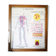 Ancienne affiche scolaire vintage Rossignol anatomie médecine