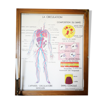 Ancienne affiche scolaire vintage Rossignol anatomie médecine