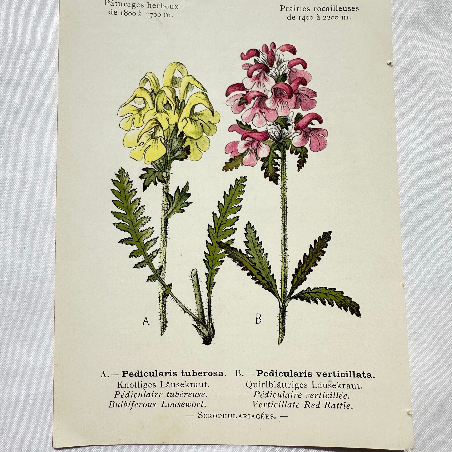 Antique botanical plate hand-coloured – 19th-century decoration