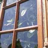 Lot of 4 oak windows H141xL112/117cm old small panes