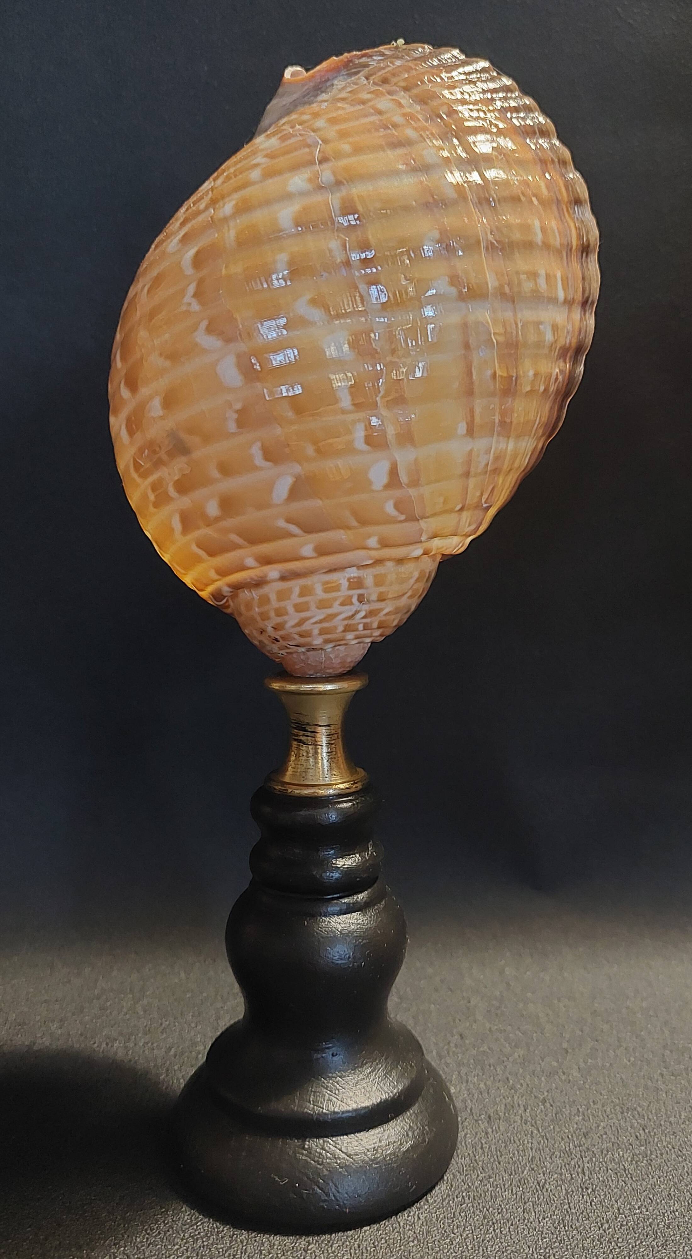 Cabinet of Curiosities shell tonna perdix on a base