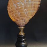 Cabinet of Curiosities shell tonna perdix on a base