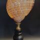 Cabinet of Curiosities shell tonna perdix on a base
