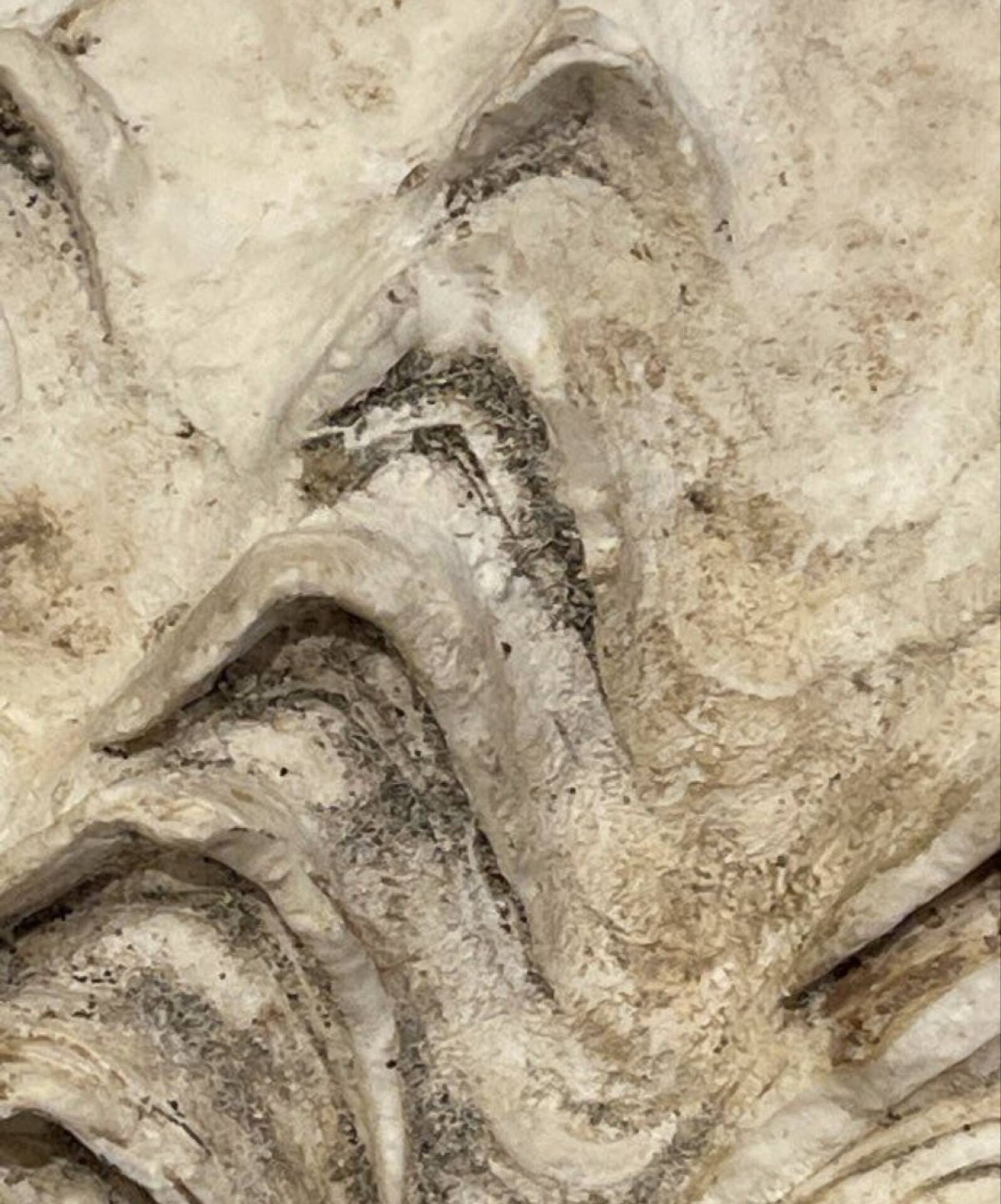 Blessed bivalve shell