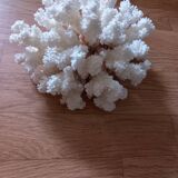 Coral shells