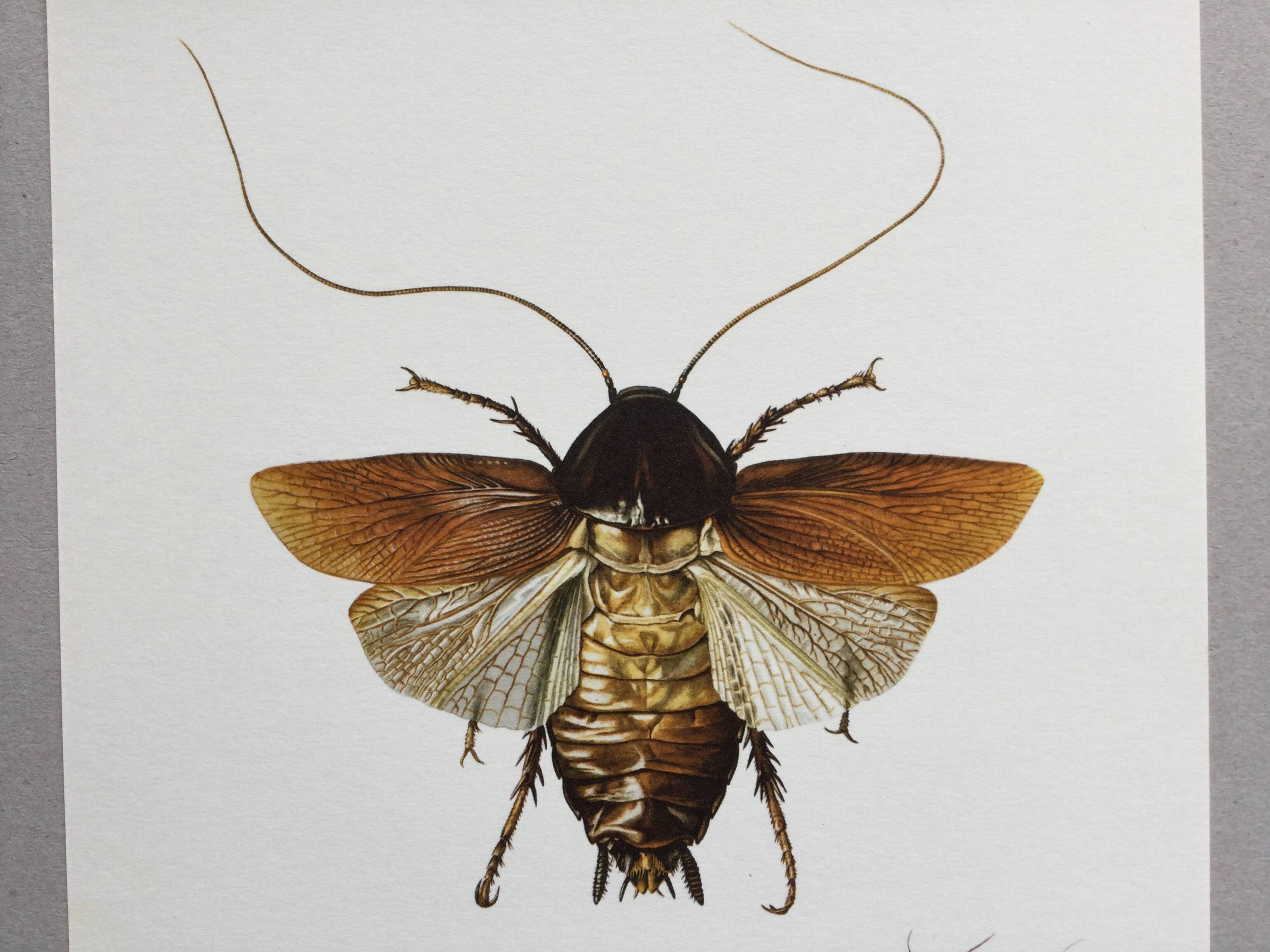 Old illustration "insects", 1960s