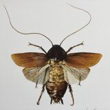 Old illustration "insects", 1960s