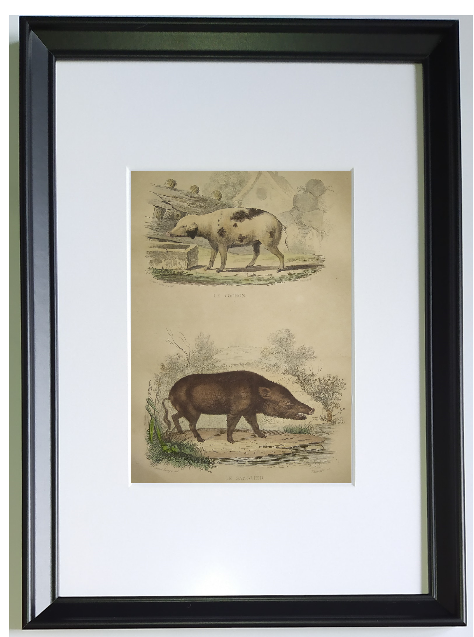 Original framed zoological plate, from 1839 " Pig & Boar "