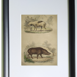 Original framed zoological plate, from 1839 " Pig & Boar "