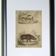Original framed zoological plate, from 1839 " Pig & Boar "
