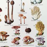 Mushroom poster, based on a 1920 lithograph