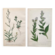Planches botaniques 1878, Ed. Londres