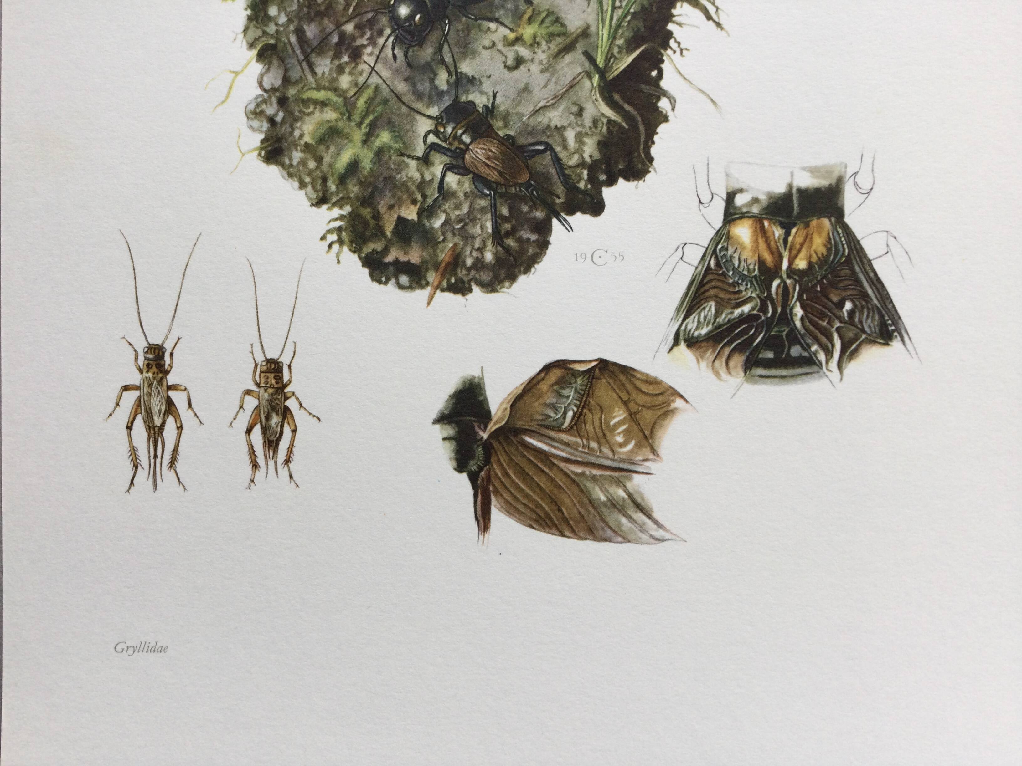 Antique illustration "insects", 1960s