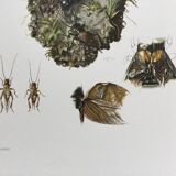 Illustration ancienne "insectes", années 60