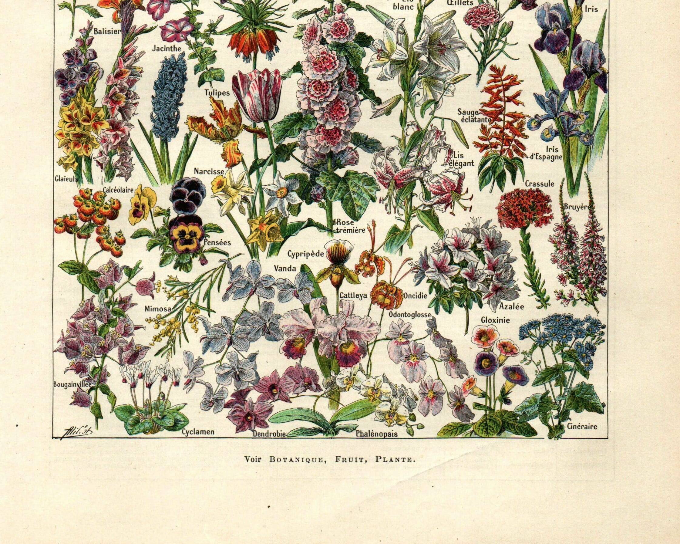 Antique engraving 1923 - Flowers by A. Millot - Bohemian nature lithograph