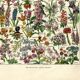 Antique engraving 1923 - Flowers by A. Millot - Bohemian nature lithograph