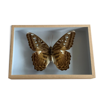 Butterfly stuffed under glass