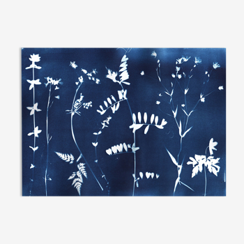 Illustration botanique cyanotype signé eawy