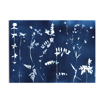 Botanical illustration cyanotype signed eawy cy666
