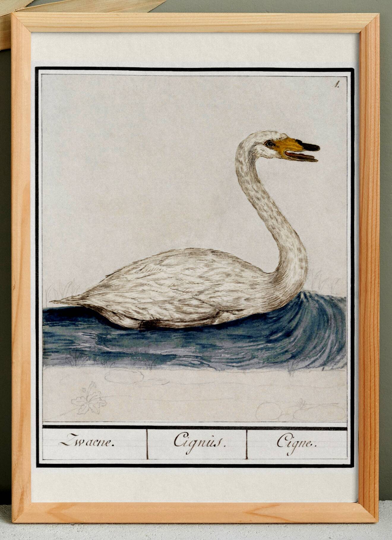 Small poster about the swan, after an old engraving from 1610.