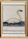 Small poster about the swan, after an old engraving from 1610.