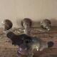 Regulated Chandelier 3 binets