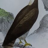 Original Ornithological Plate "Sacred Falcon - Hobby - &c..." Buffon 1836